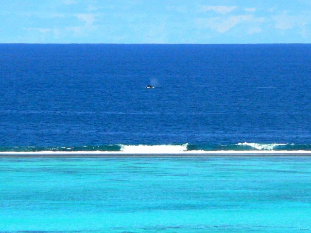 30- Encore des baleines 